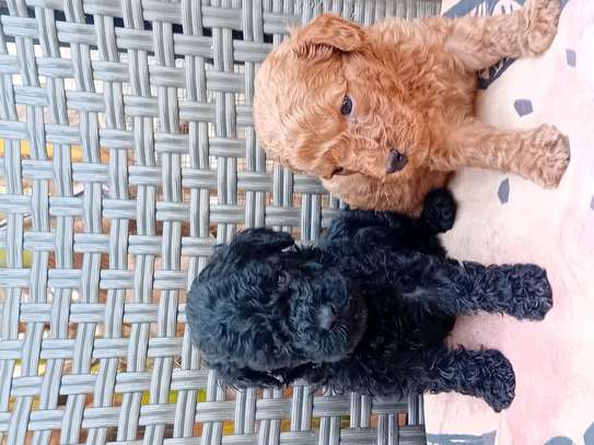 Caniche image 2