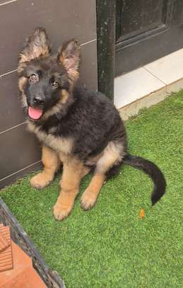 Berger Allemand poil long image 3