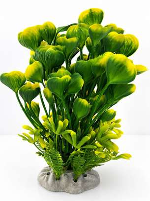 Plante image 4