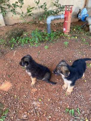 CHIOTS BERGERS ALLEMAND PURE SANG image 3