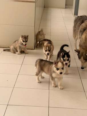 Husky de Siberie image 4