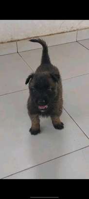 Chiots Berger Malinois image 2