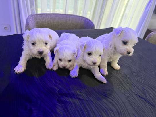 Chiots bichon disponible pour Noël image 4