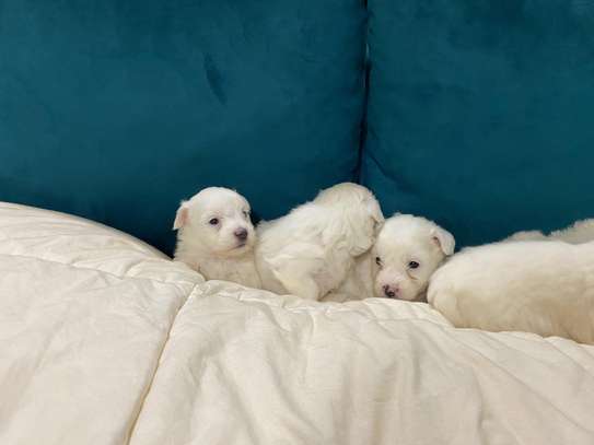 Bichon maltais image 3
