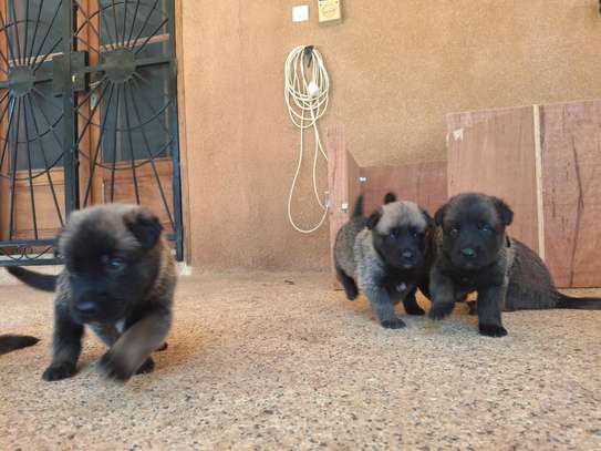 Berger allemand  malinois image 4