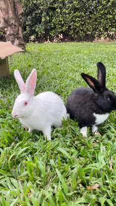 Couple métisse papillon de 3 mois à vendre image 4