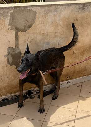 FEMELLE MALINOIS PURE RACE image 2