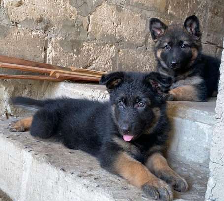 Chiot berger allemand image 2