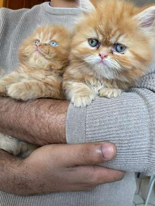 Chaton Persan de pure race image 3