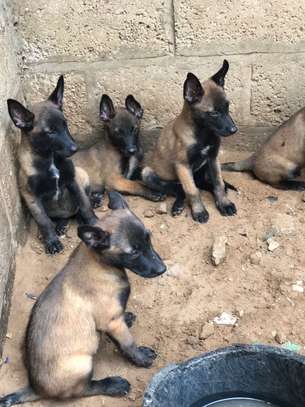Chiots berger Belge Malinois image 3
