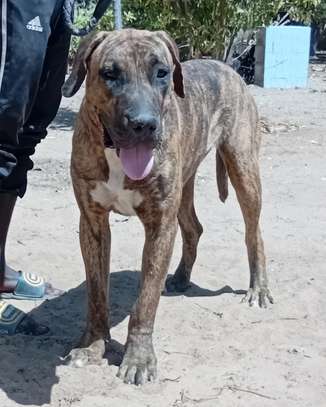 Femelle Presa Canario image 5