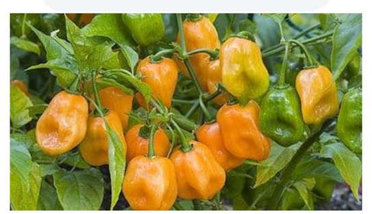 Piment Big Sun plante saine productive image 2