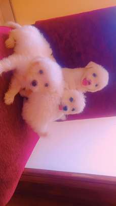 Bichon havanais pur race très blanc image 4