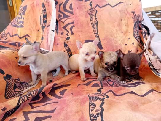 Chihuahua image 4