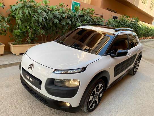 C4 cactus image 8