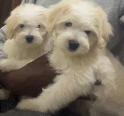 Bichon havanais pure race image 1