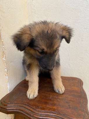 Chiot berger allemand poils longs image 1