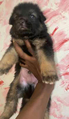 Chiot Berger Allemand image 3