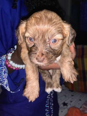 Bichon Maltais image 1