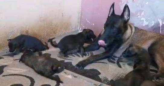 Chiots Berger Malinois image 1