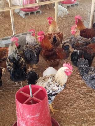 Poussins Goliath vaccinés à vendre image 14