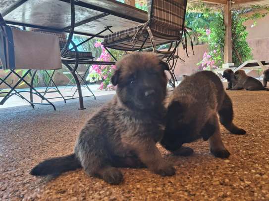 Berger allemand  malinois image 9