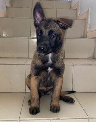 Berger malinois image 2