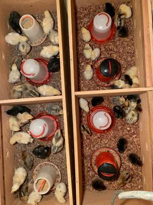 Poulets disponible image 6