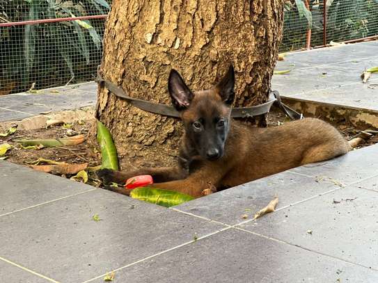 Berger malinois image 1