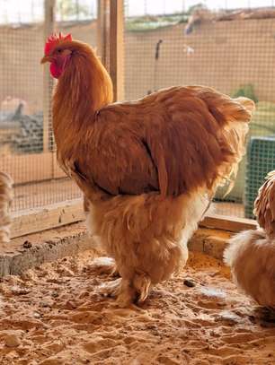 Poussins Poule de race image 1