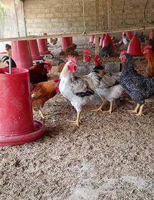 Poussins Goliath vaccinés à vendre image 7