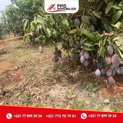 Terrain à arbres fruitiers à vendre à Sindia image 3