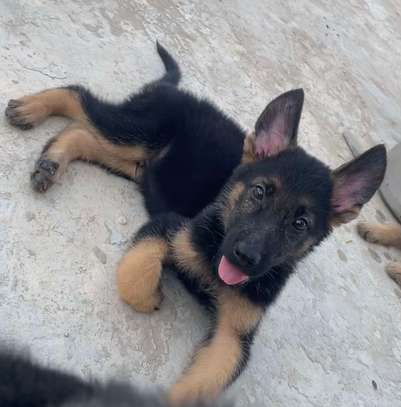 Berger Allemand chiot noir et feu image 4