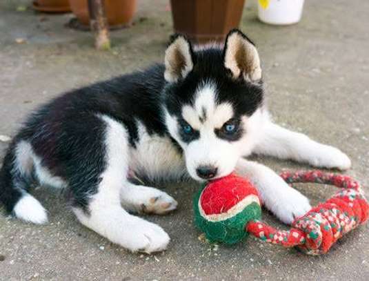 Chiot Husky Sibérien provenance BERLIN image 7