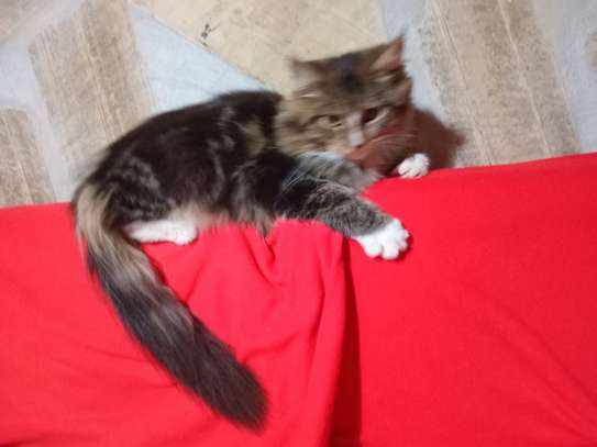 Maine Coon image 14