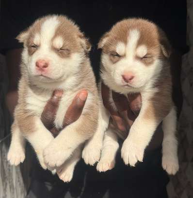 Husky chiot aux yeux bleus pur sang image 4