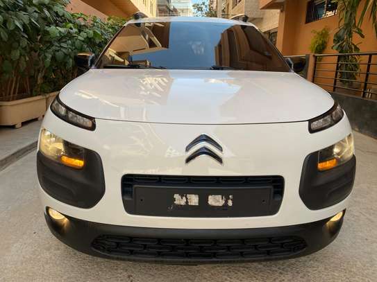 C4 cactus image 5