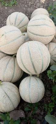 Vente melons image 3