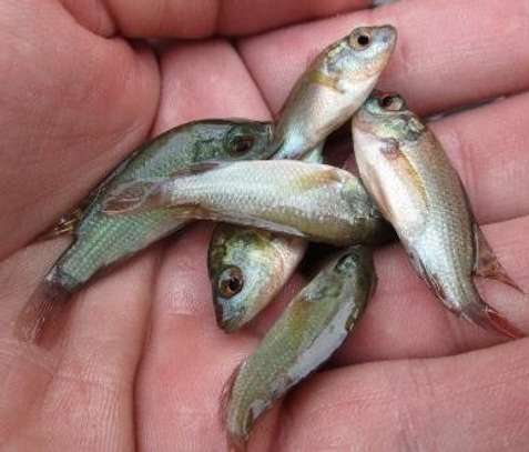 Poisson Alevin Tipalia image 1
