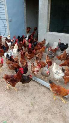 Poussins et œufs fertiles poulet goliath image 3