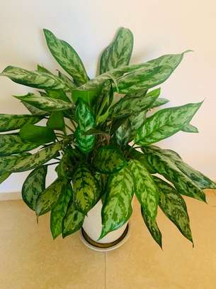 Petites et grandes Plantes d'intérieur vertes image 4