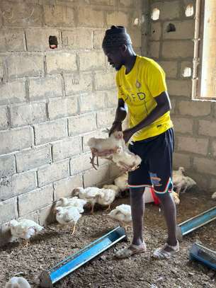 Vente Poulets de chair image 1