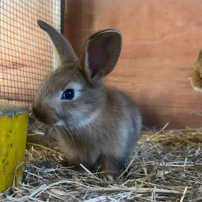 Paire de lapin GDF disponible image 2