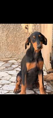 Chiot femelle Doberman noir et feu image 4