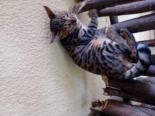 Chat image 5