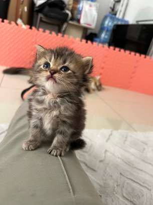 Chatons Chinchilla Persans – 2 mois et 2 semaines image 4
