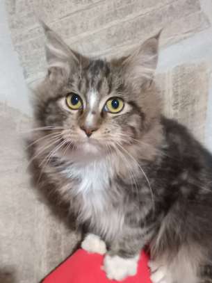 Maine Coon image 10