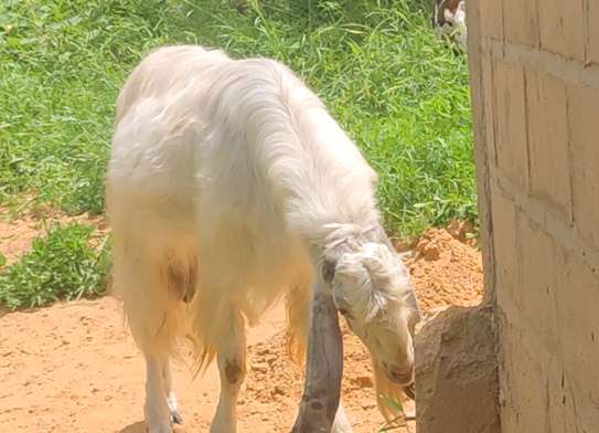 Grand bouc Hijazi (origine pakistanaise) av image 3