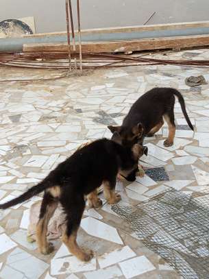 Chiot berger allemand a vendre image 4