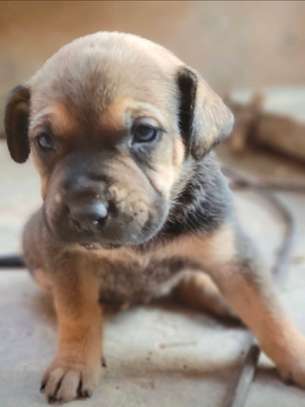 Chiot boerbull image 3